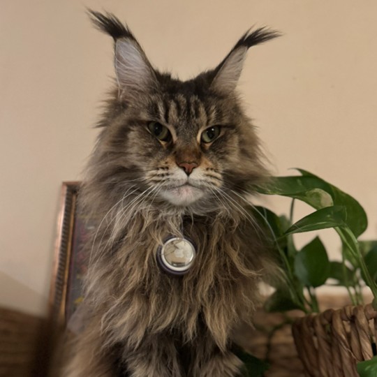 Rory mainecoon lost 23 sep
